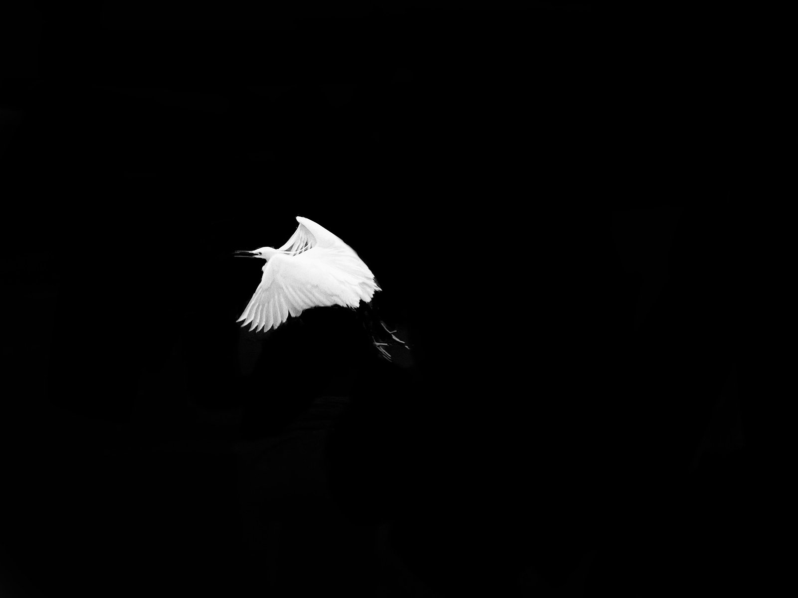 Photograph by Meghna Rickabaugh Rich — Venice